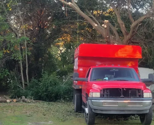 emergency remove tree bottom west columbia sc