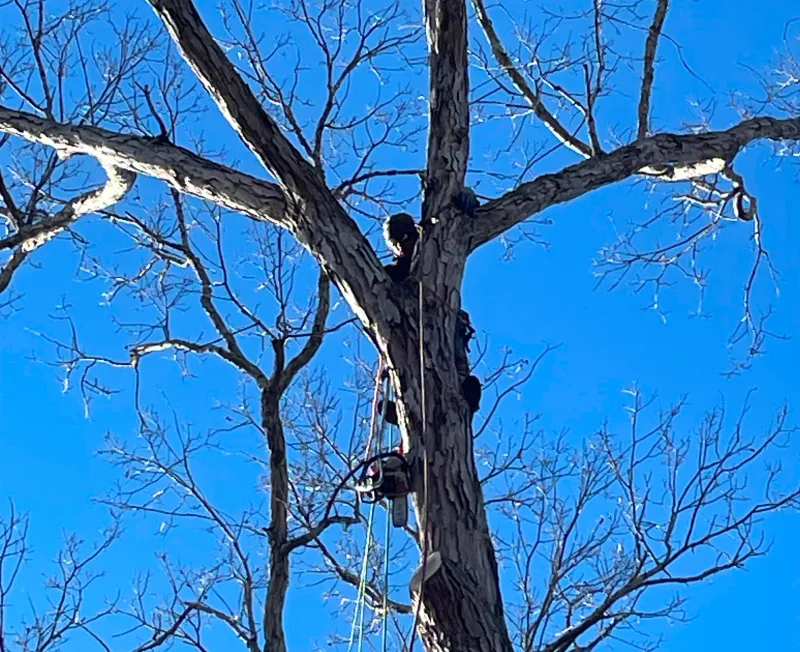 emergency tree remove west columbia sc