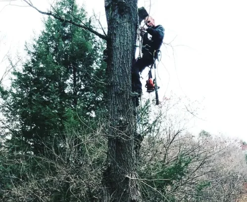 tree prune trim bottom west columbia sc
