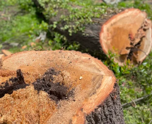 tree removal service bottom west columbia sc